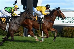 STAR KIWI AUSSIE BOUND